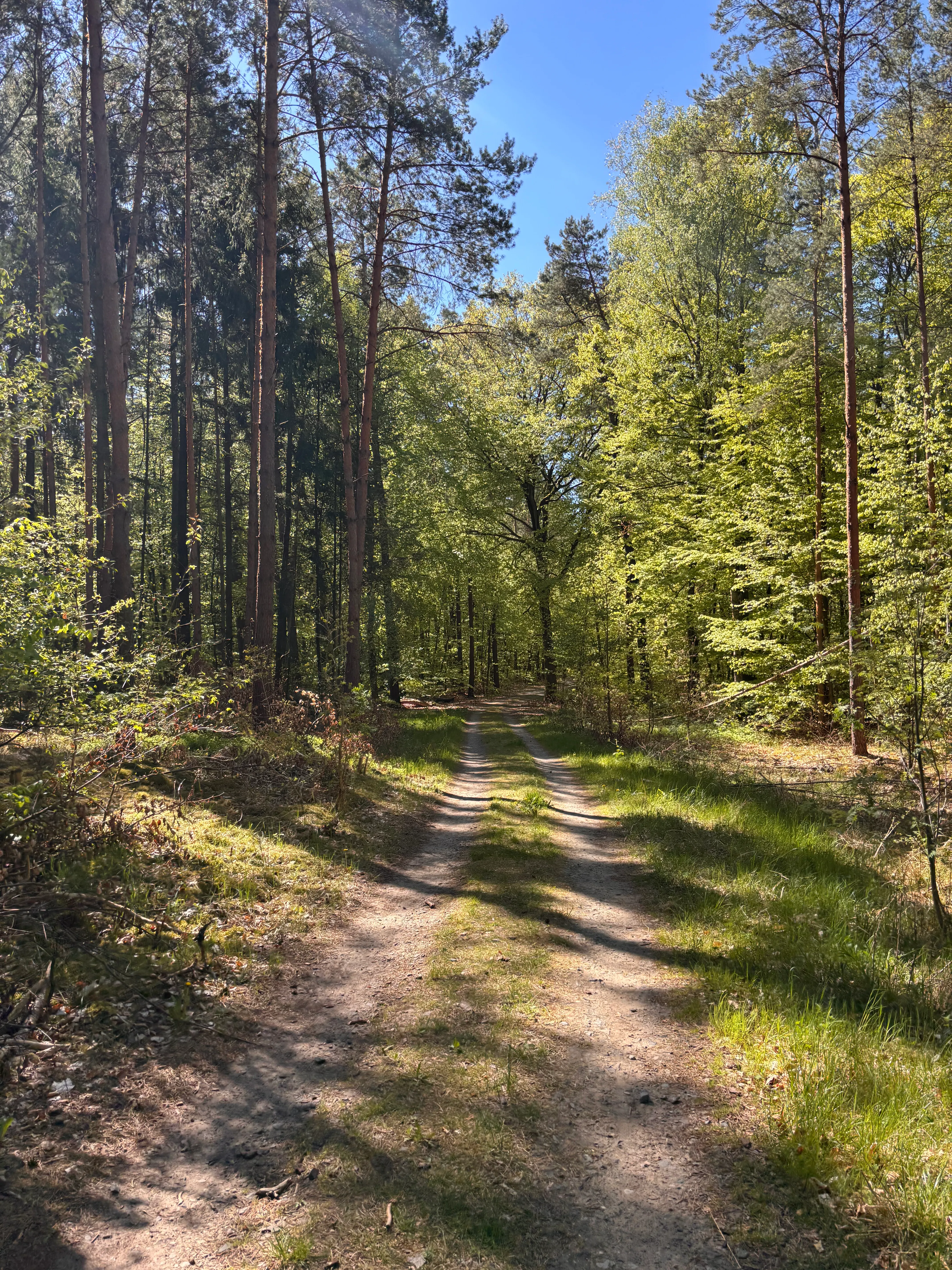 Figure 2: Bikepacking in Brandenburg (Wandlitz, Germany). bikepacking-in-berlin